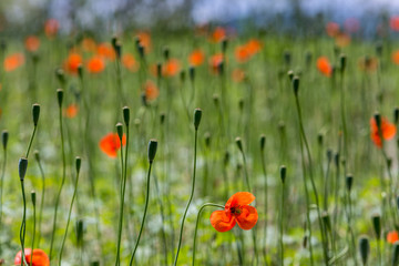 Obraz premium Orang Flower Blossoms
