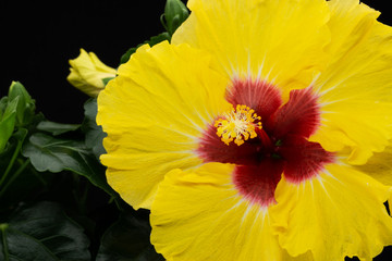 Hibiskus gelb © Digitalpress