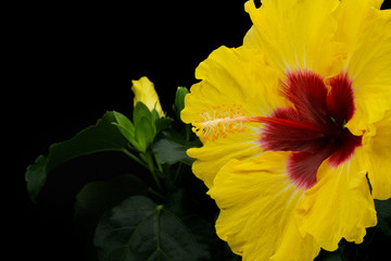 Hibiskus gelb © Digitalpress