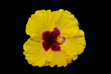 Hibiskus gelb © Digitalpress