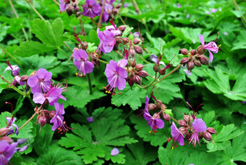 Purple small flowers and new green leaves horizontal organic background texture, top view