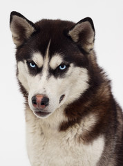 dog breed Siberian husky