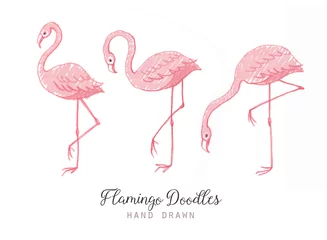 Foto auf Acrylglas Flamingo Hand drawn cartoon pink flamingo set. Cute flamingos collection. Flamingo animal exotic, nature wild fauna illustration