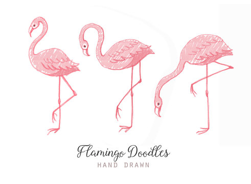 Hand drawn cartoon pink flamingo set. Cute flamingos collection. Flamingo animal exotic, nature wild fauna illustration