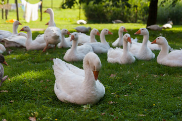 Geese on a farm