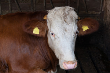 Cow in the barn