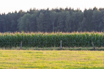 Corn field behind a meadow