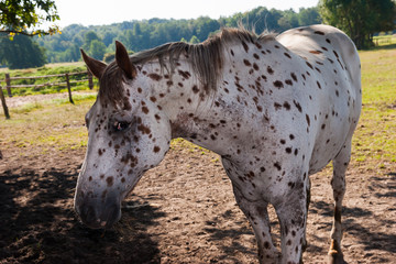 Grey horse with black dots