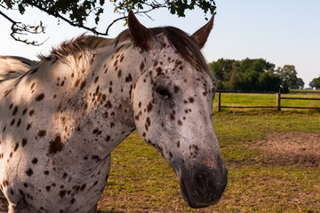 White horse with black dots portrait