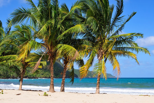 The view on the beautiful tropical Caribbean sea with green tree palm, close Rincon, Dominican Republic
