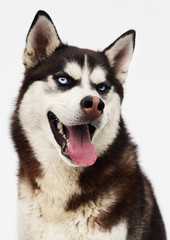 dog breed Siberian husky