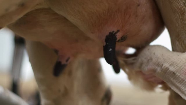 Woman worker in blue clothes prepares black and white cow for milking proccess by cleaning its udder with pieace of rag. Close up