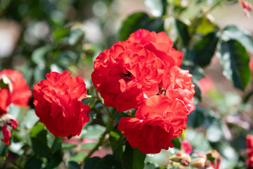 赤いばら「オリンピックファイヤー」の花のアップ	