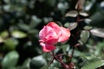 赤と白のばら「丹頂」の花のアップ