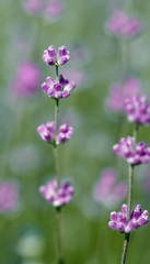 Fototapeta premium Blooming lavender closeup