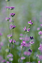 Blooming lavender closeup
