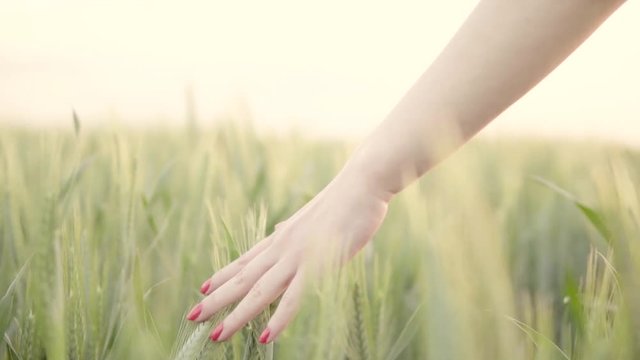 Girl's hand touching wheat ears closeup. Slow Motion.