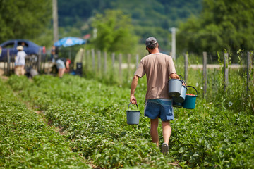 Farmer carrying buckets with strawberries © Xalanx