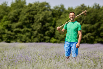 Farmer working on lavender field