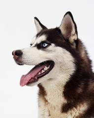 dog breed Siberian husky