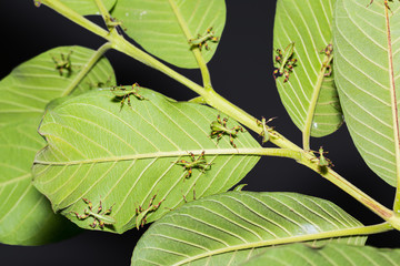 Young leaf insect (Phyllium westwoodi)