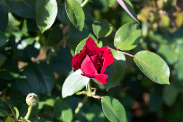 赤いばら「ナディア」の花のアップ	