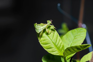Leaf insect (Phyllium westwoodi)
