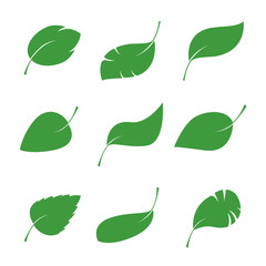 Set of isalated green Leaves. Vector Illustration.