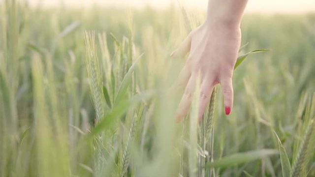 Girl's hand touching wheat ears closeup. Slow Motion.