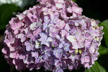 紫色のあじさいの花のアップ	