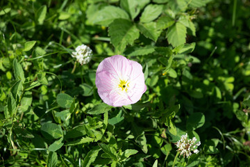 ピンク色のヒルザキツキミソウの花のアップ