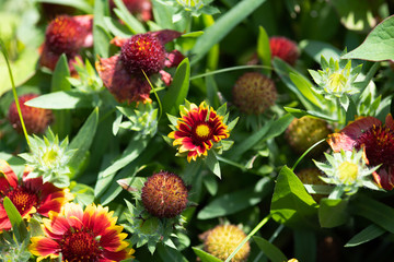 赤と黄色のガイラルディアの花のアップ