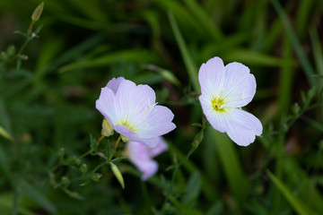ピンク色のヒルザキツキミソウの花のアップ