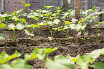 Harvesting cucumbers in a green house