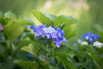 紫色のあじさいの花のアップ	