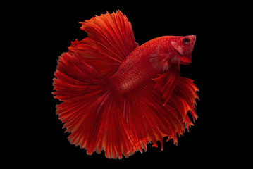 Obraz premium Halfmoon Betta Fish