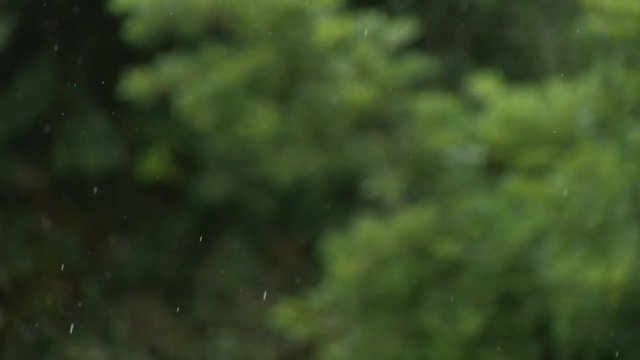 RAIN FOCUSED, BACKGROUND DEFOCUSED