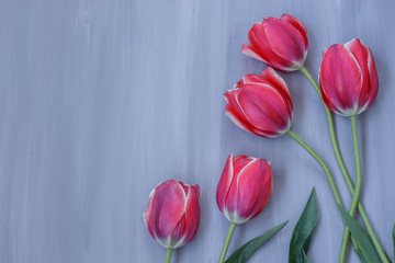 bright red tulips on grey wooden background