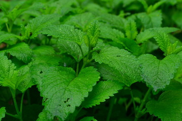 Melissa officinalis, Lemon balm, balm, common balm, balm mint, rain