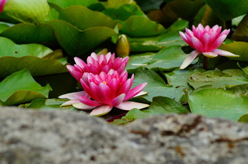 Nymphaea ( water lilies) - waterlily , Aquatic vegetation, water plants

