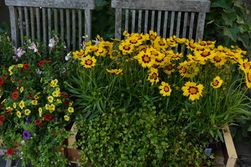 Fototapeta na wymiar Gartenstuhl mit Blumen