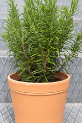 Rosmarin Kr&auml;uter im Topf 