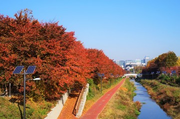 Obraz premium 秋の良才市民の森公園遊歩道
