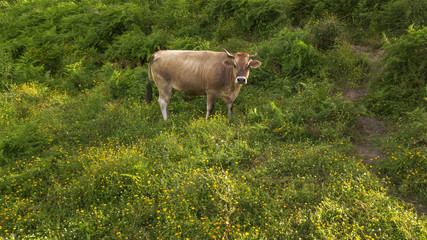 Aerial detail of a grazing cow in the Italian countryside. The animal has the horns and is brown with white legs. He is eating the grass alone on the farm on this summer day.