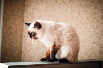 Portrait of Thai cat