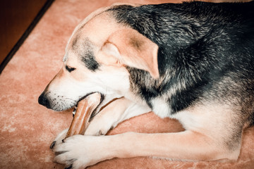 Dog eating bone