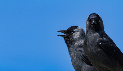 Two black crows on the lookout
