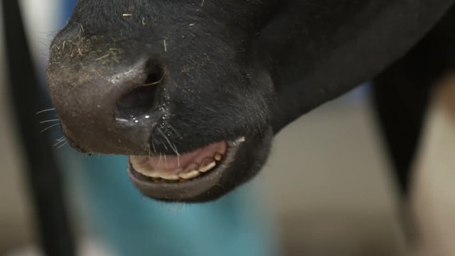 Black filthy cow's mouth with saliva and white teeth chewing in front of camera in slow motion. Close up