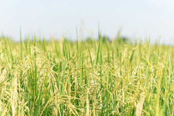 Rice field