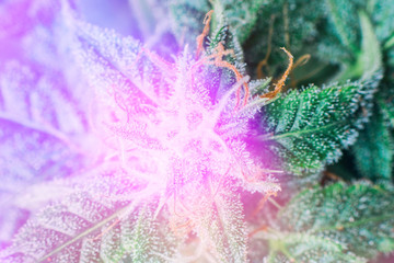 beautiful medical cannabis macro marijuana plant in greenhouse Light toning